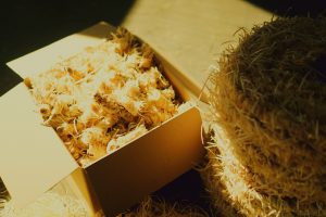 Produkcja liny drzewnej w fabryce Warmwood